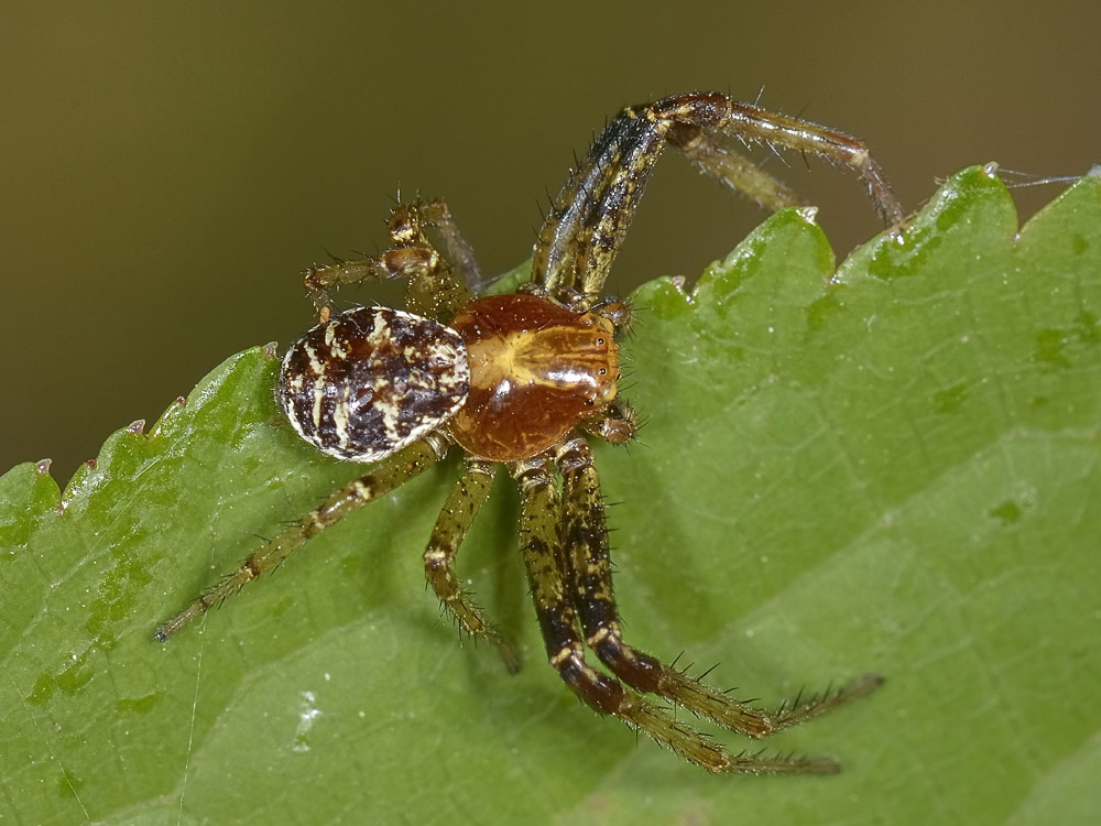 Xysticus lanio - Avigliana (TO)